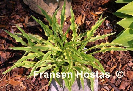 Hosta Alakazaam